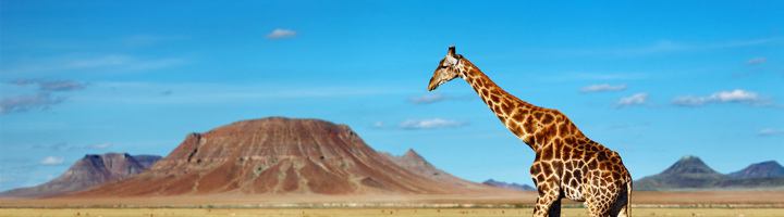 Giraffe op de Afrikaanse savanne met bergen op de achtergrond.