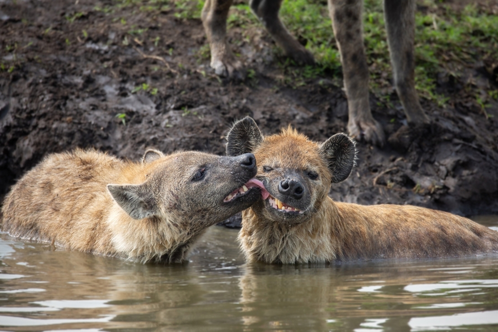 Twee hyena’s in een waterpoel tijdens safari in Kenia en Tanzania.