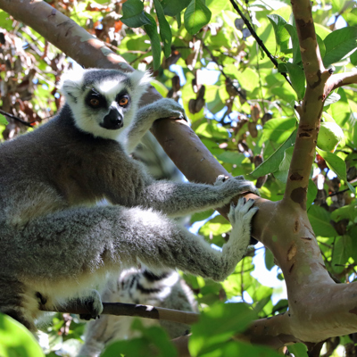 Ringstaartmaki in een boom op Madagascar tijdens een groepsrondreis.