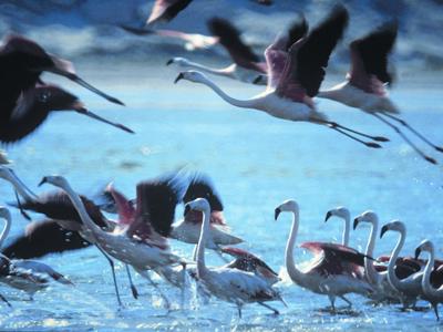 Flamingo’s stijgen op uit het water in Peru tijdens Route Peru.