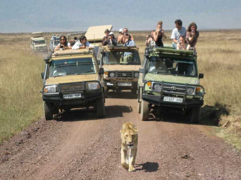 Safari-jeeps tijdens groepsrondreis Kenia en Tanzania, met een leeuw op de weg in de savanne.