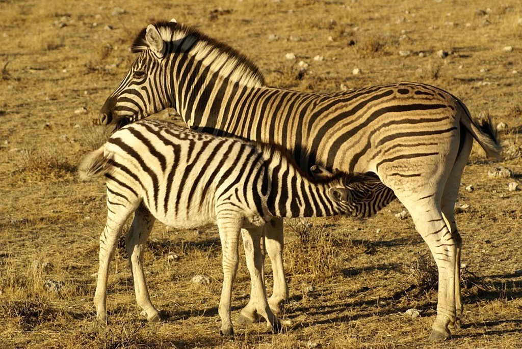 Twee zebra’s op de savanne tijdens een groepsrondreis Zuidelijk Afrika van Kaapstad naar Victoria Falls.