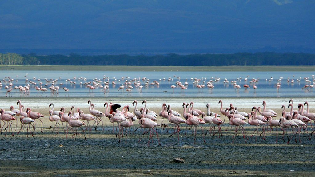 Flamingo’s in ondiep water bij een meer tijdens groepsrondreis Kenia, Tanzania en Zanzibar.