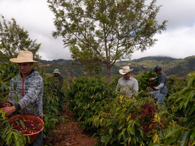 Koffieplukkers oogsten rijpe koffiebessen op een koffieplantage in Guatemala.
