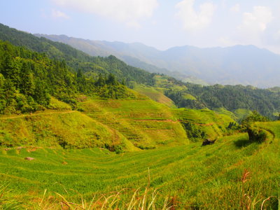 Groene rijstterrassen in berglandschap tijdens de Route China, met uitzicht over beboste heuvels.