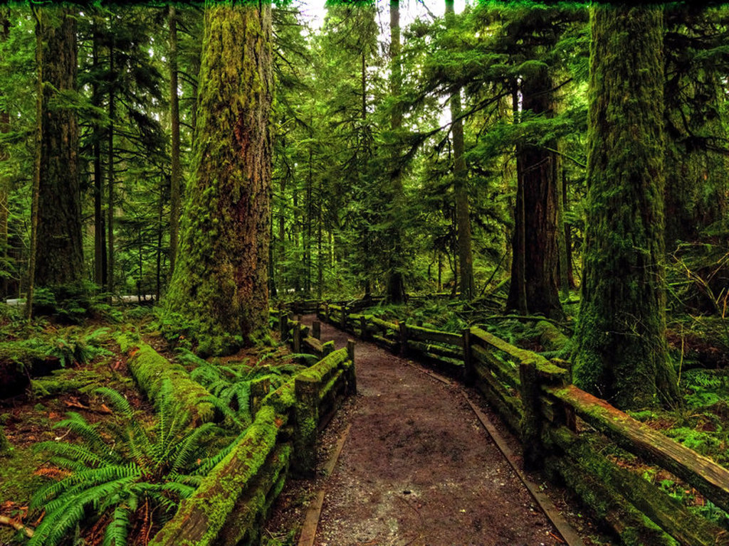 Wandelpad door dicht regenwoud met hoge bomen en varens in Canada West.