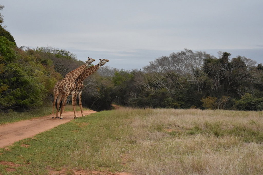 Twee giraffen langs een zandpad in de savanne tijdens een groepsrondreis Noordelijk Zuid-Afrika en eSwatini.