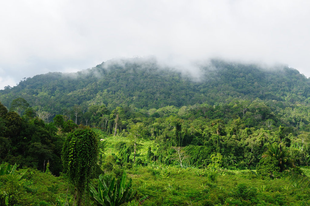 Groene jungle en heuvels in Kalimantan met laaghangende mist, Indonesië.