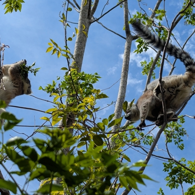 Ringstaartmaki’s in de bomen van het VOIMMA Community Reserve.