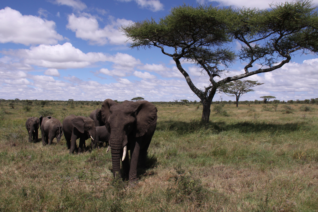 Kudde olifanten op de savanne in Kenia of Tanzania tijdens groepsrondreis Kenia, Tanzania en Zanzibar.
