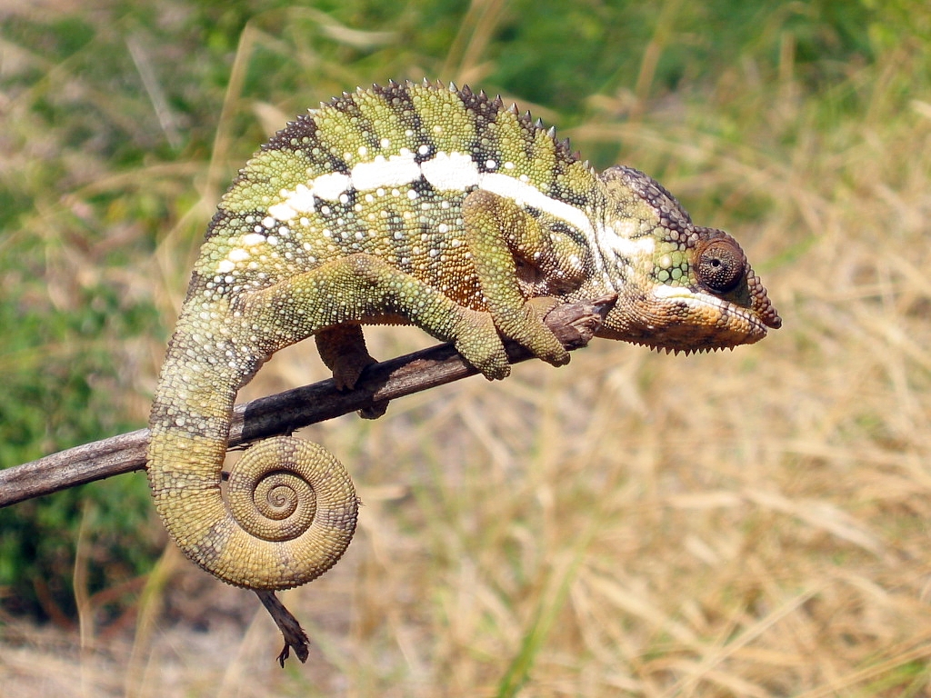 Kameleon op een tak in Madagascar tijdens een groepsrondreis.