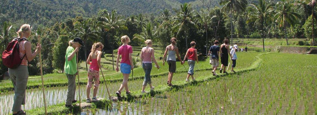 Groene rijstterrassen met palmbomen op Java en Bali, Indonesië.