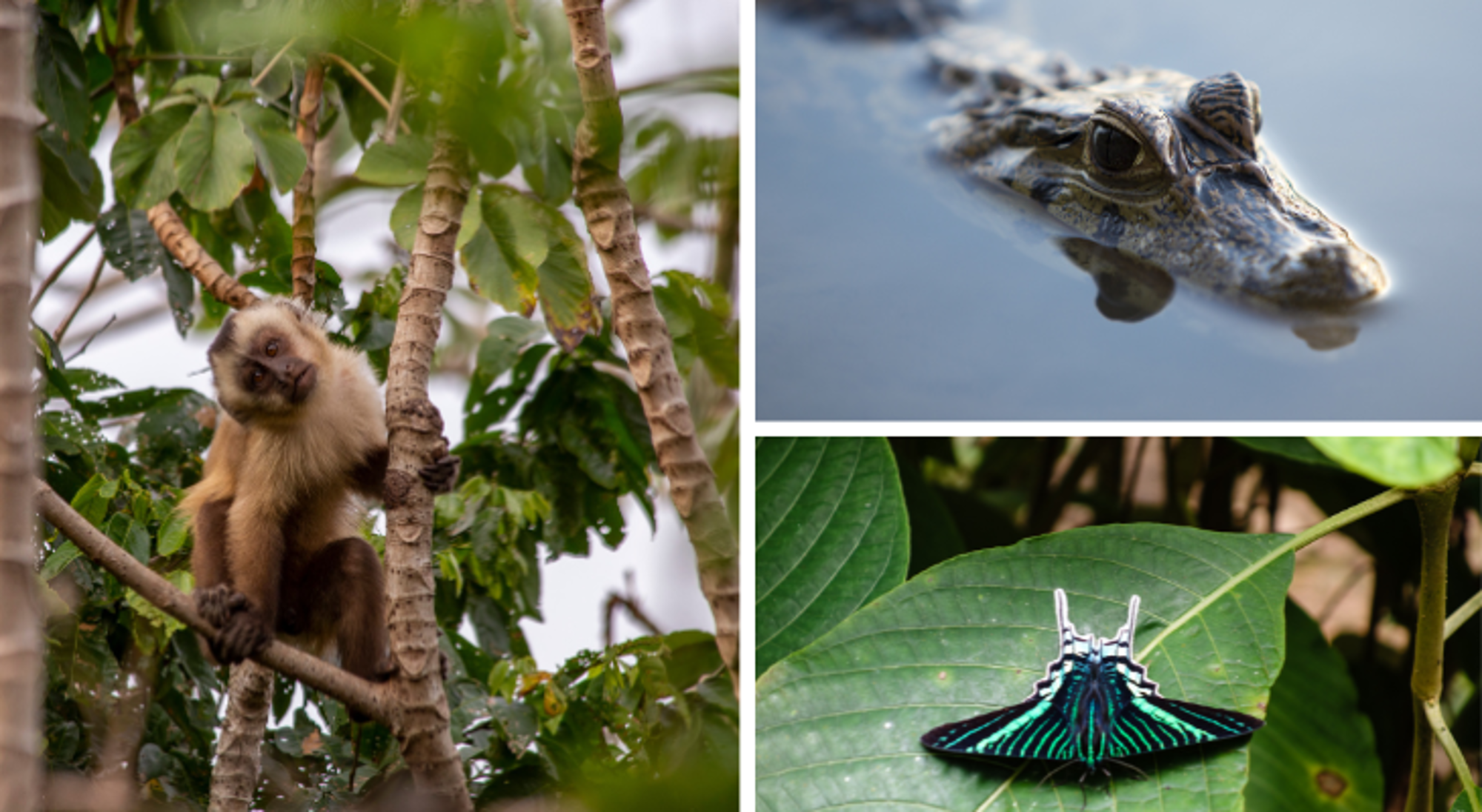 Dieren in Bolivia: kapucijnaap in boom, kaaiman in water en vlinder op blad.
