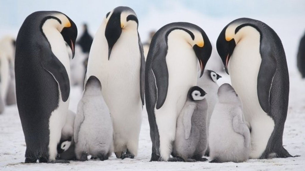 Adéliepinguïns op Snow Hill eiland in Antarctica.