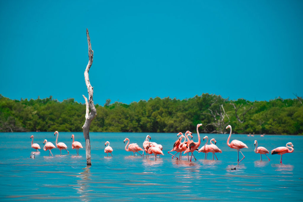 Roze flamingo’s in een lagune met mangrovebos in Mexico, tijdens een familiereis.