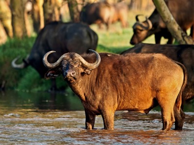 Afrikaanse buffel in ondiep water tijdens safari op de route Kenia & Tanzania.