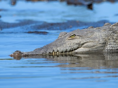 Krokodil met kop boven water in een rivier in Costa Rica tijdens de 22-35ers reis.
