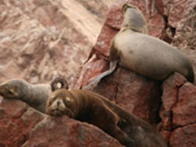 Zeeleeuwen rusten op rotsen aan de kust van Peru tijdens Route Peru.