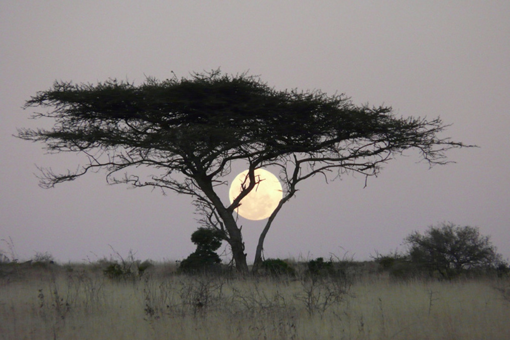 Silhouet van een acaciaboom bij zonsondergang tijdens een groepsrondreis in Noordelijk Zuid-Afrika en eSwatini.