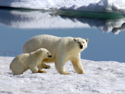 IJsbeer met jong op het pakijs bij Spitsbergen.