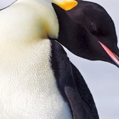 Pinguïnkolonie op Snow Hill eiland tijdens groepsrondreis Antarctica.