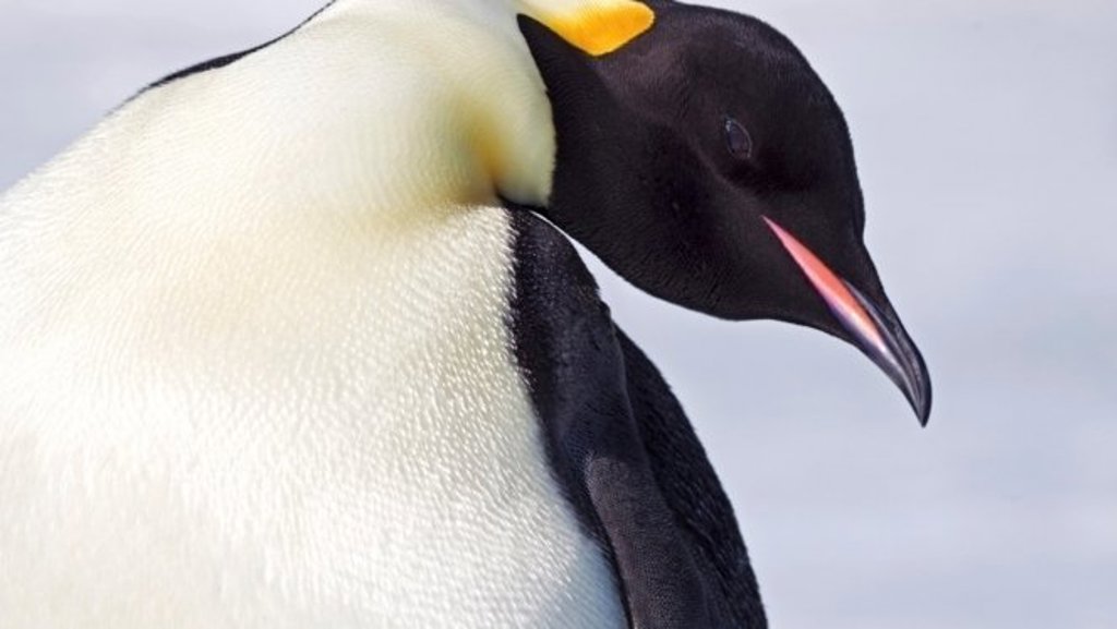 Pinguïnkolonie op Snow Hill eiland tijdens groepsrondreis Antarctica.