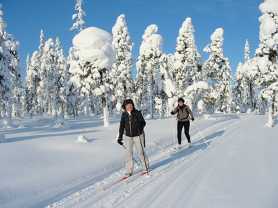 Langlaufen door besneeuwd bos in Lapland tijdens de winter familiereis, onder een heldere blauwe lucht.