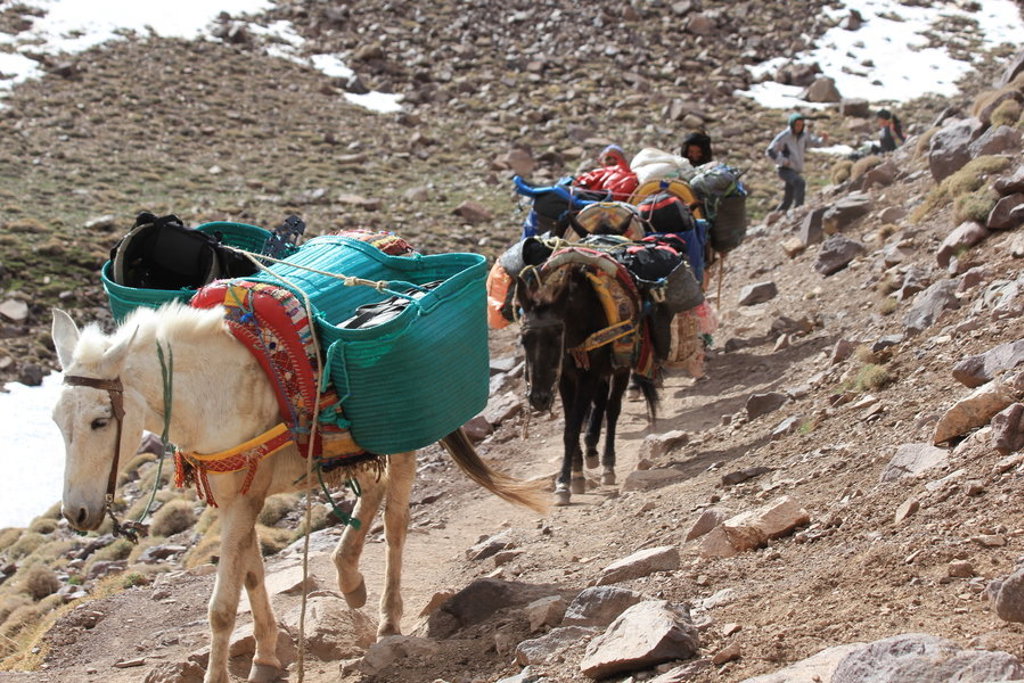 Muilezels met bepakking op bergpad tijdens wandelvakantie Marokko naar de top van Mount Toubkal.