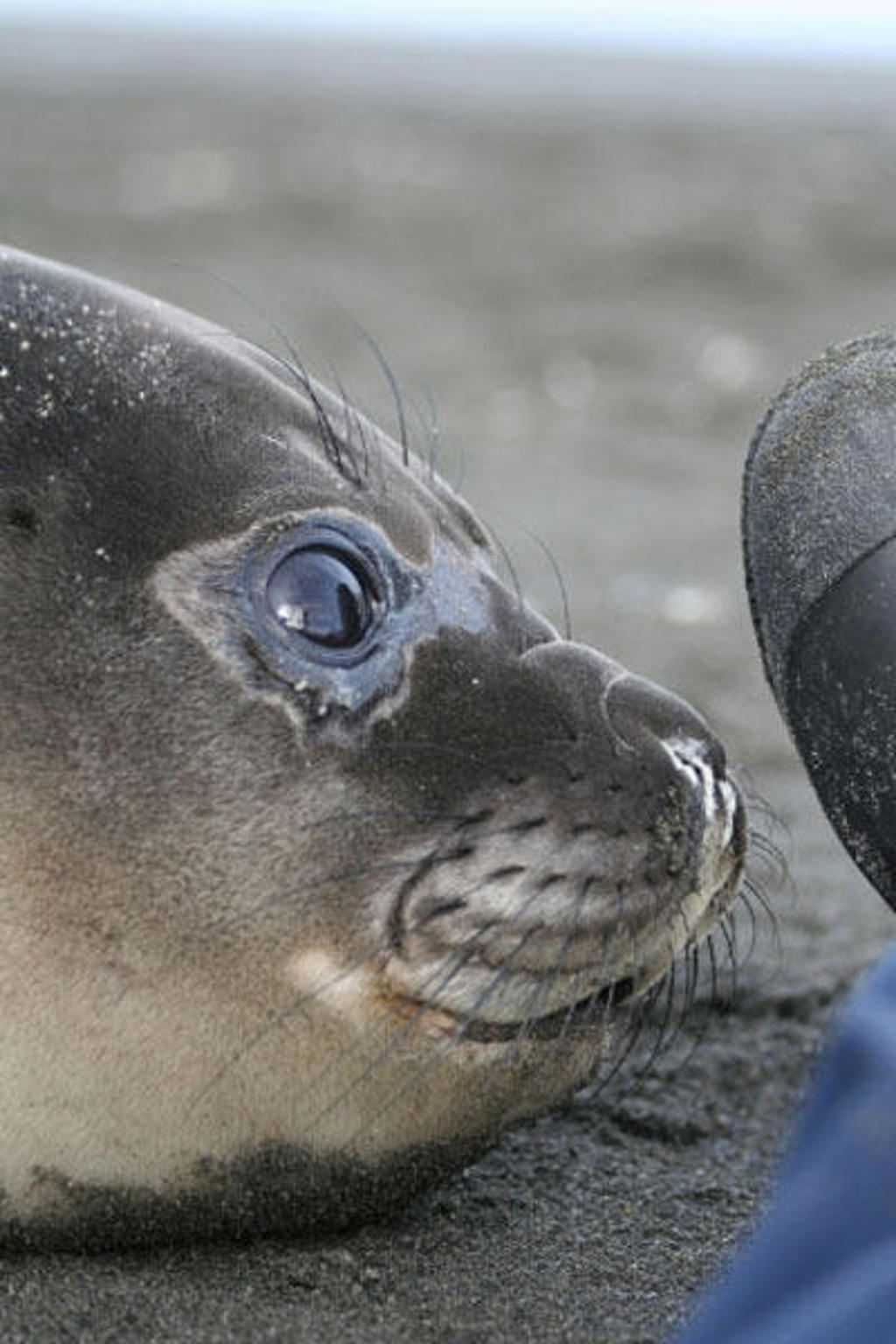 Close-up van een zeehond op het strand tijdens de groepsrondreis Antarctica en South Georgia.