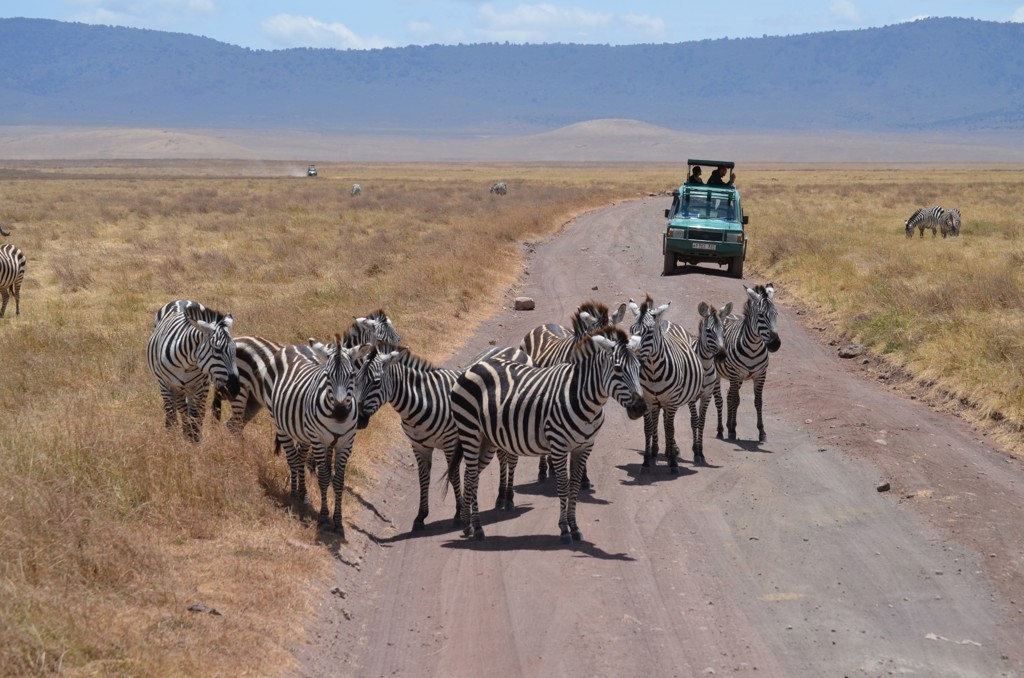 Zebra’s op de savanne bij een safarijeep tijdens een groepsrondreis Kenia en Tanzania.