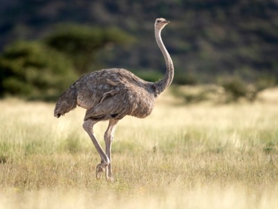 Struisvogel op de savanne tijdens rondreis Kenia, Tanzania en Zanzibar.