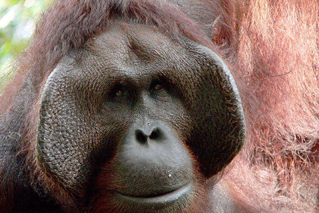 Close-up van een orang-oetan op Kalimantan tijdens een groepsrondreis.