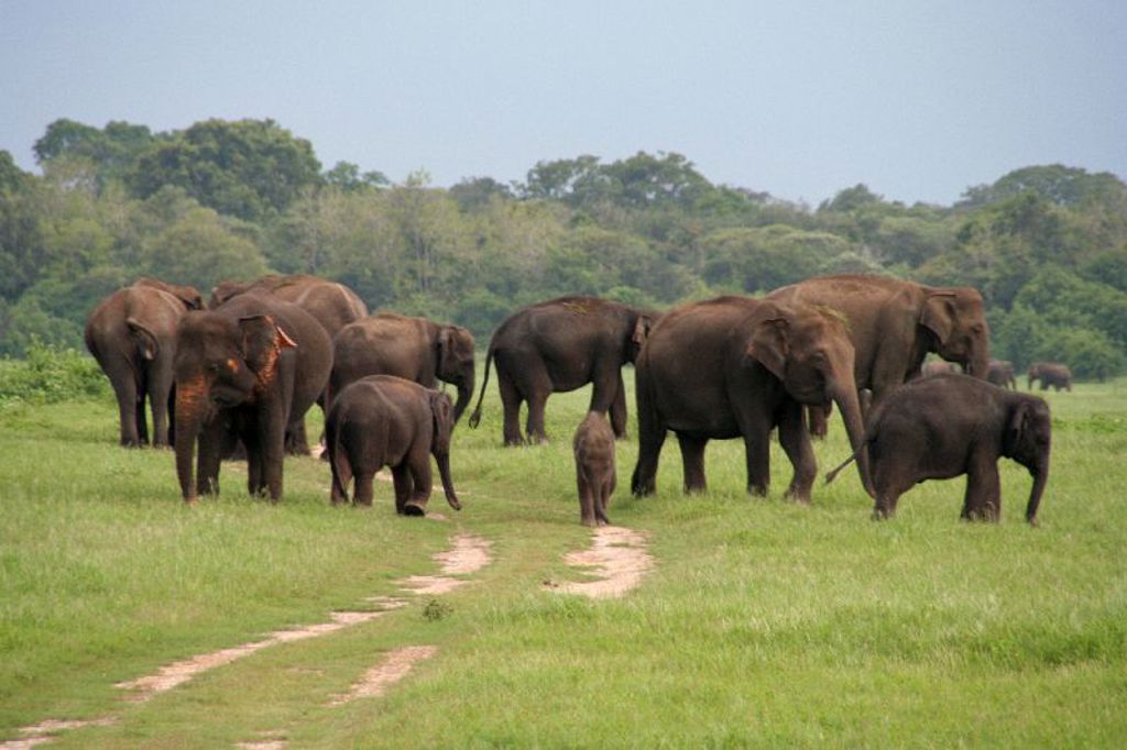 Kudde olifanten in het groen tijdens een safari in Sri Lanka.