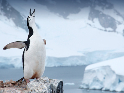 Kinbandpinguïn op een rots aan de Antarctische kust met ijsbergen op de achtergrond.