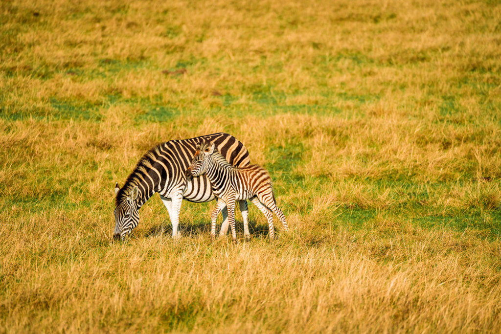 Zebra met veulen graast op de savanne tijdens een 22-35ers reis door Zuid-Afrika.