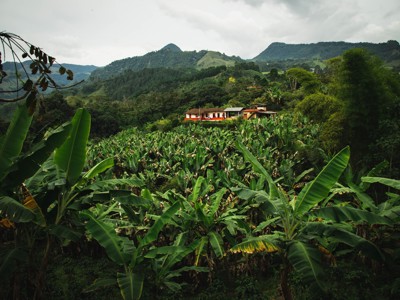 Groene bananenplantage met boerderij in de bergen van Colombia, Route Colombia dag 12.