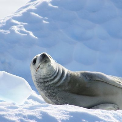 Koningspinguïns op de kust van Antarctica tijdens een groepsrondreis naar de Poolcirkel.