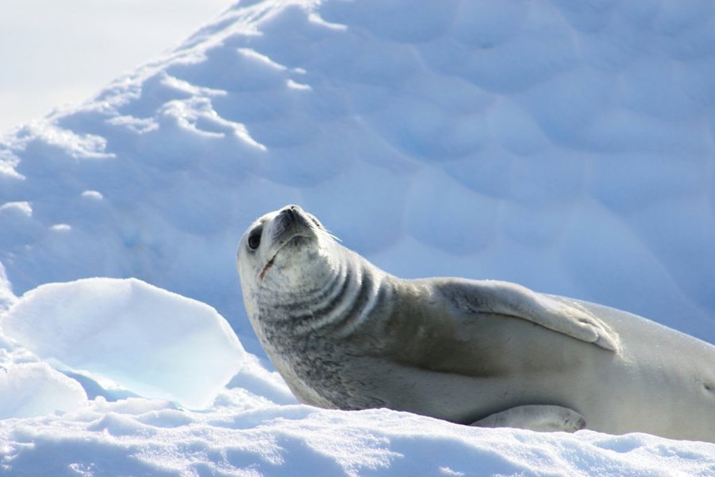 Koningspinguïns op de kust van Antarctica tijdens een groepsrondreis naar de Poolcirkel.