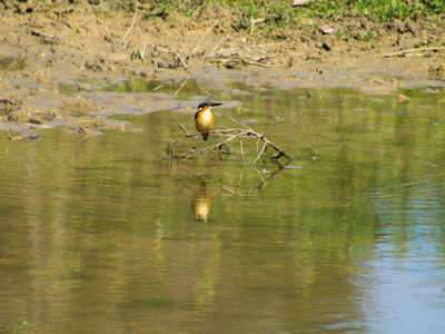 IJsvogel op een tak boven een rustige rivier in Madagascar.