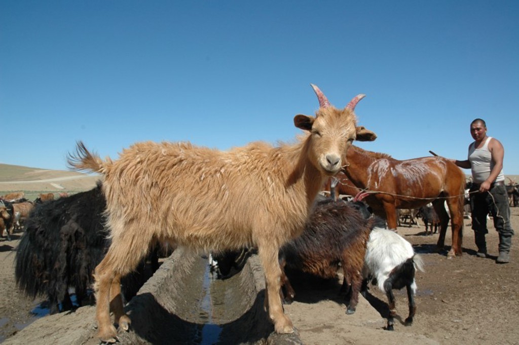 Geit tussen geiten en schapen bij drinkbak op de Mongoolse steppe tijdens groepsrondreis Mongolië.