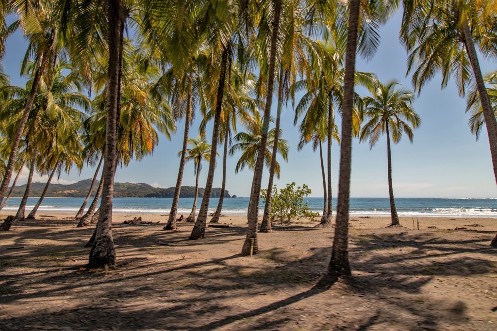 Palmbomen op een rustig strand aan de kust van Costa Rica tijdens een familiereis.