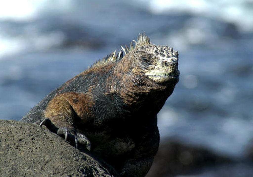 Zeeleguaan op een rots aan de kust van de Galapagoseilanden.