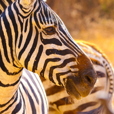 Close-up van een zebra in Kenia tijdens een groepsrondreis Kenia, Tanzania en Zanzibar.
