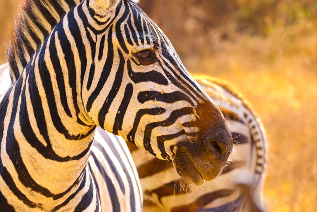 Close-up van een zebra in Kenia tijdens een groepsrondreis Kenia, Tanzania en Zanzibar.