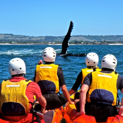 Kajakkers bij Byron Bay kijken naar een walvisstaart boven het water.