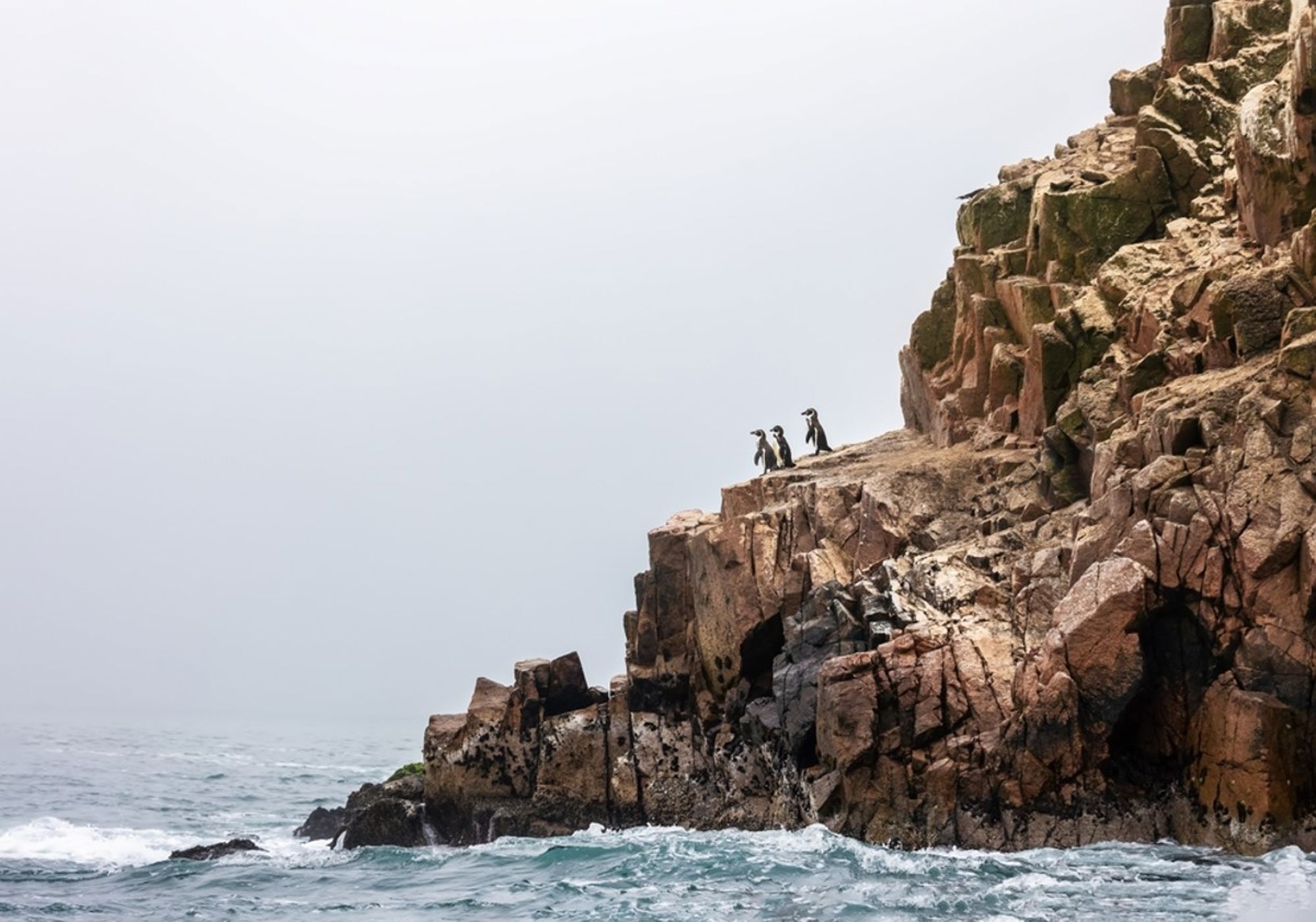 Pinguïns op rotswand aan de kust bij de Ballestas-eilanden in Peru.