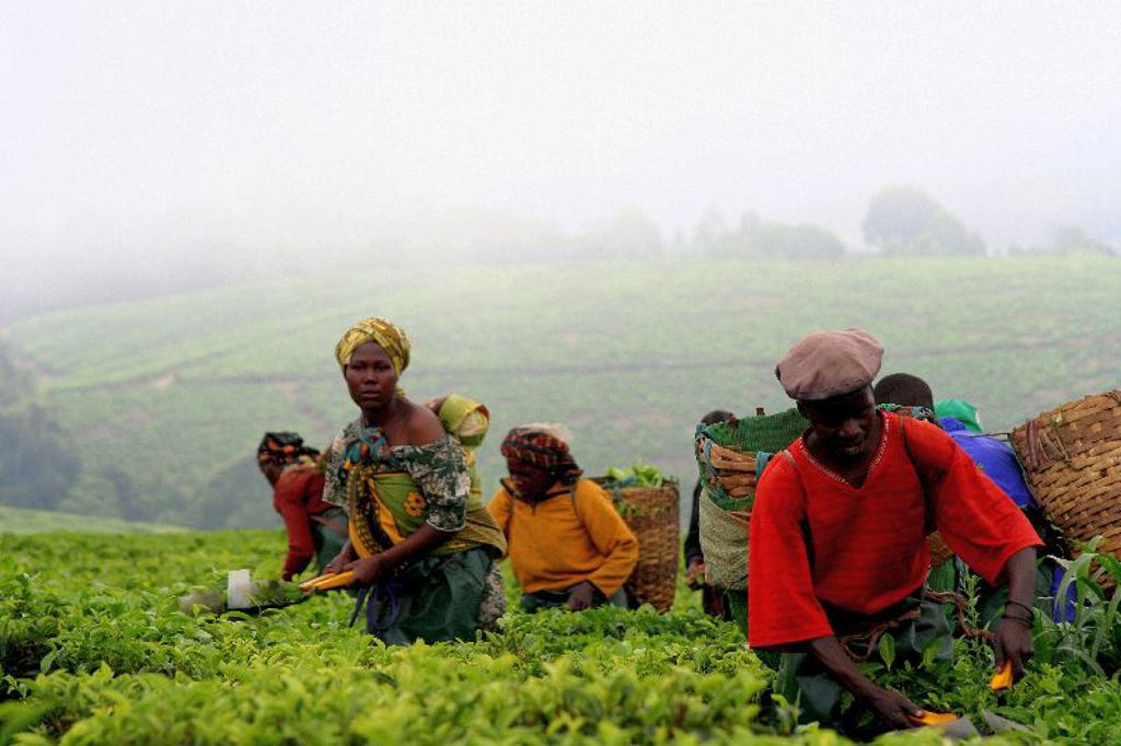 Theeplukkers werken in een groene theeplantage in Tanzania.