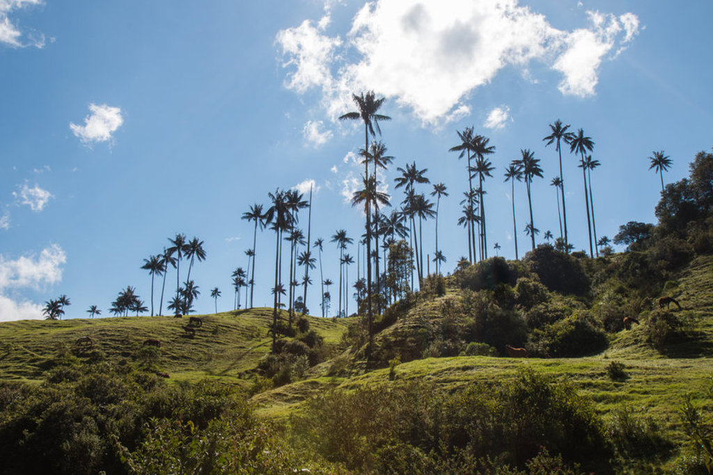 Waspalmen in de Cocoravallei tijdens een groepsrondreis Colombia, met groene heuvels onder een blauwe lucht.