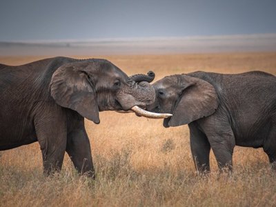 Olifant in de Tanzaniaanse savanne tijdens familiereis Tanzania en Zanzibar.