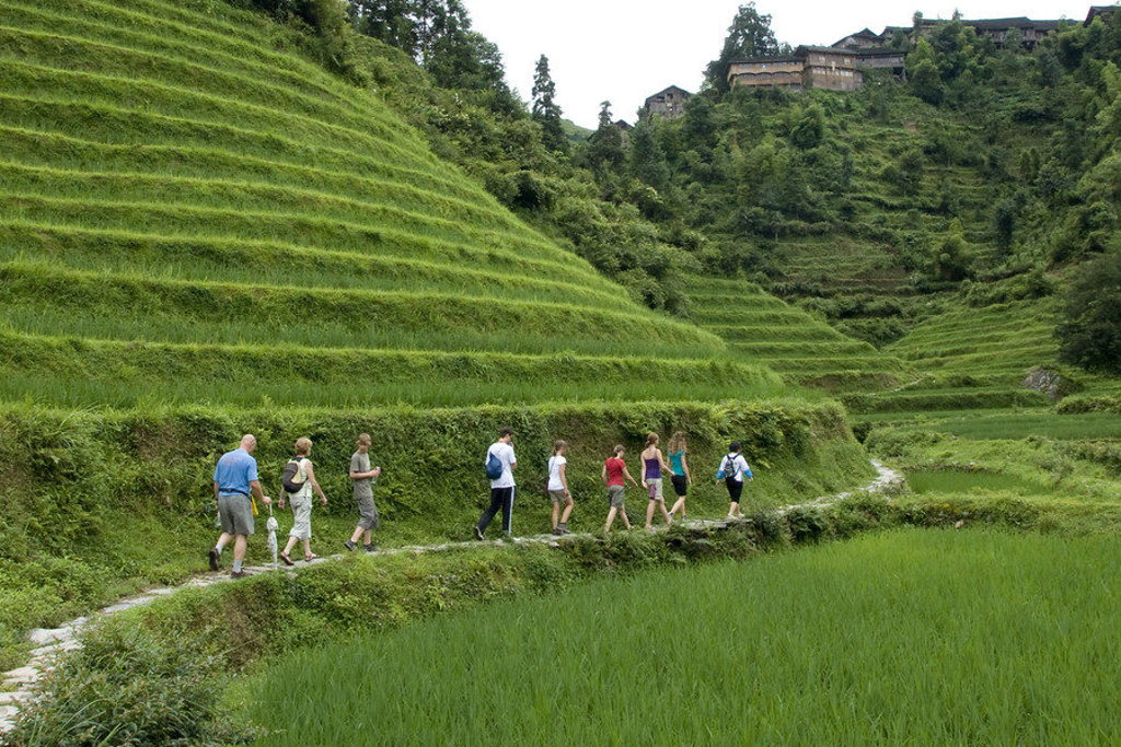 Wandelaars langs groene rijstterrassen in China tijdens de groepsrondreis China Hoogtepunten.